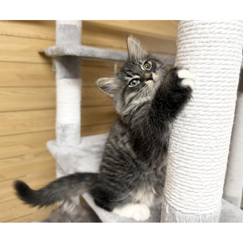 販売中の千葉県のサイベリアン-130061の7枚目