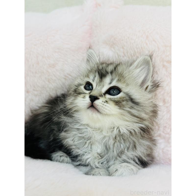 販売中の神奈川県のサイベリアン-131782の9枚目