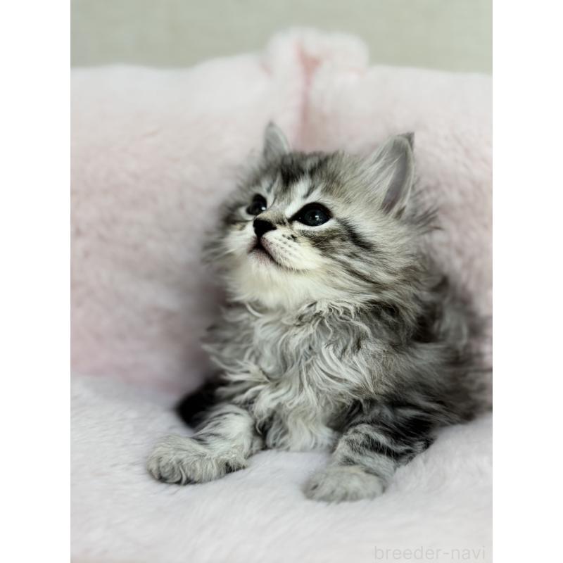 販売中の神奈川県のサイベリアン-131782の8枚目