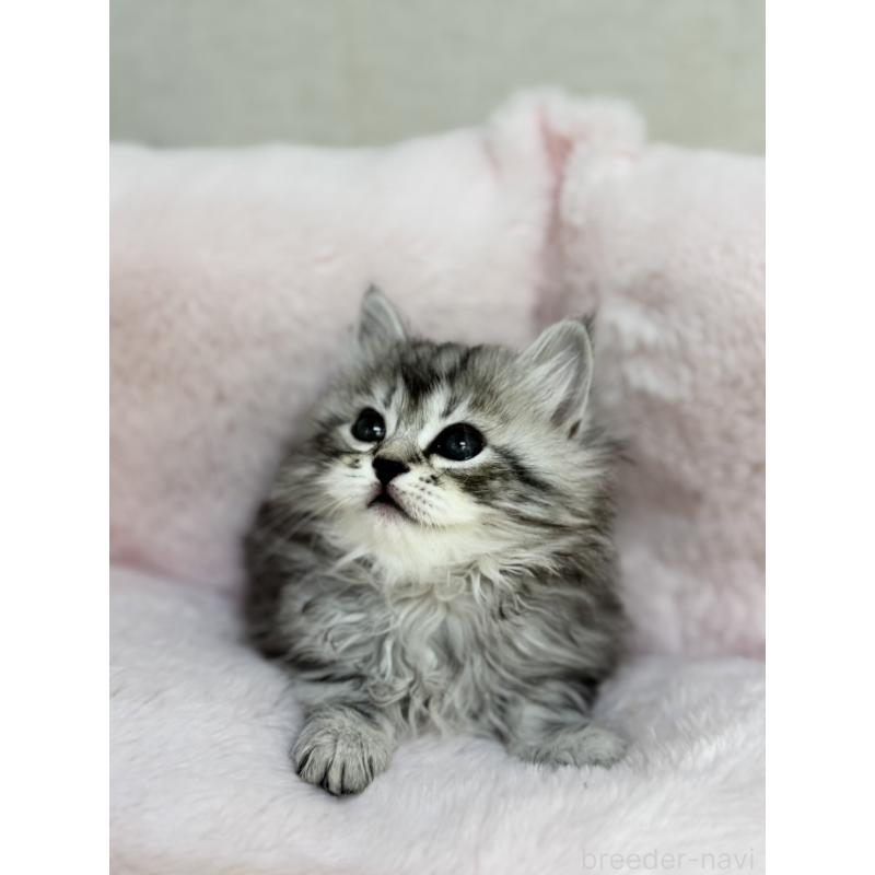 販売中の神奈川県のサイベリアン-131782の7枚目