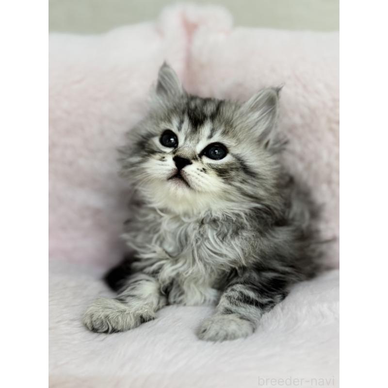 販売中の神奈川県のサイベリアン-131782の6枚目