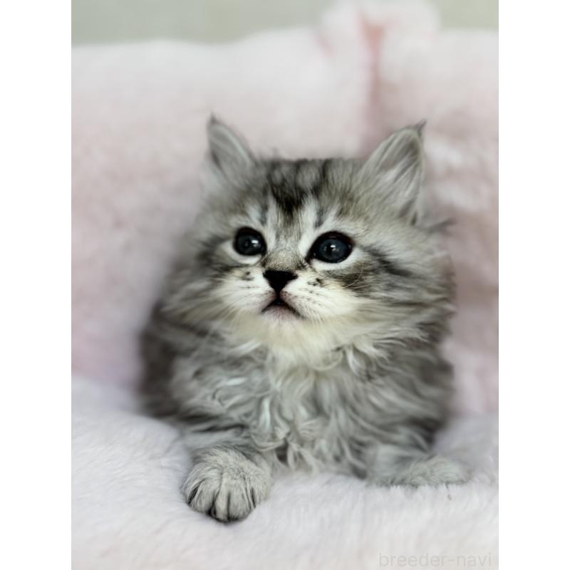 販売中の神奈川県のサイベリアン-131782の5枚目