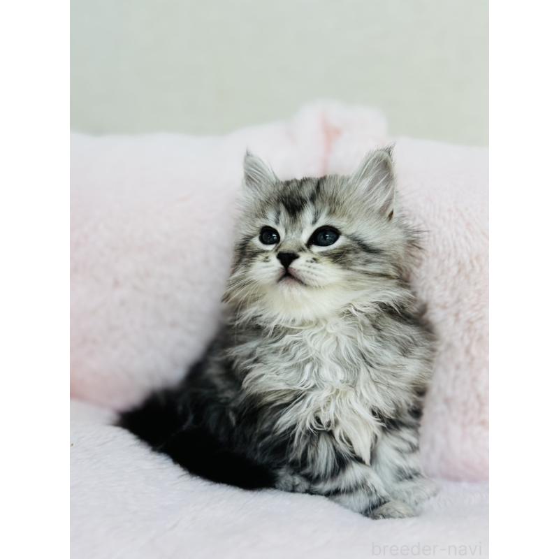 販売中の神奈川県のサイベリアン-131782の4枚目