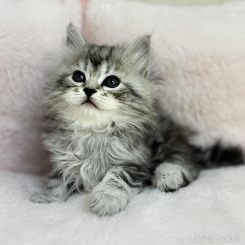 販売中の神奈川県のサイベリアン-131782