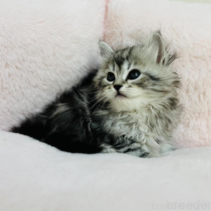 販売中の神奈川県のサイベリアン-131782の3枚目