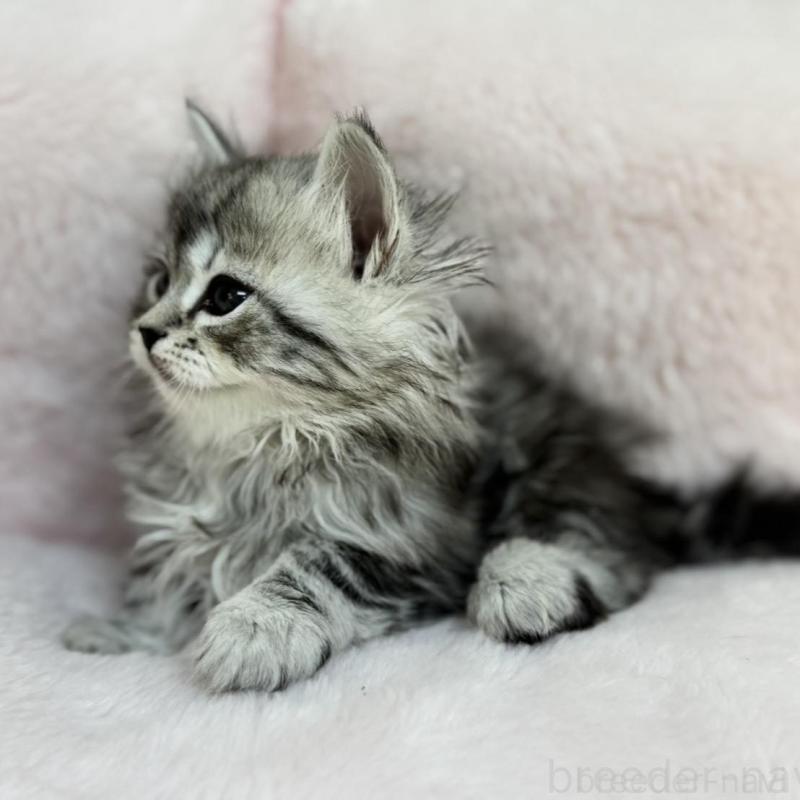 販売中の神奈川県のサイベリアン-131782の2枚目