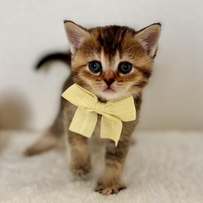 販売中の埼玉県のマンチカン-130897の5枚目