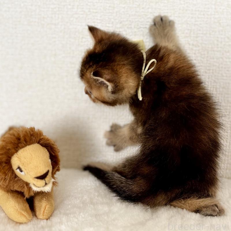 販売中の埼玉県のマンチカン-130897の4枚目