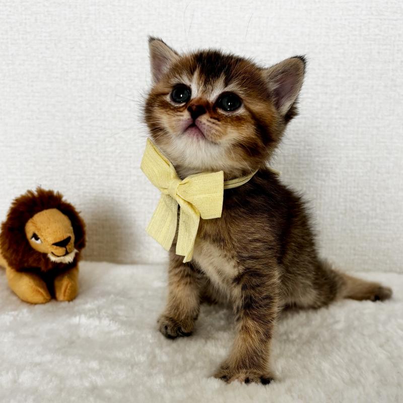 販売中の埼玉県のマンチカン-130897の2枚目