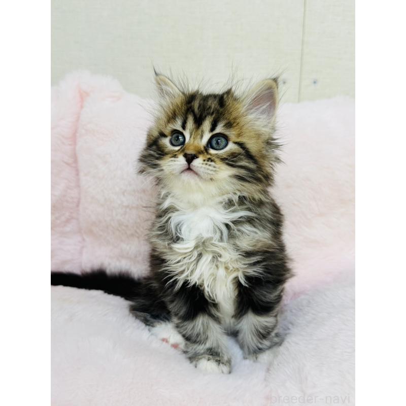 販売中の神奈川県のサイベリアン-131783の9枚目