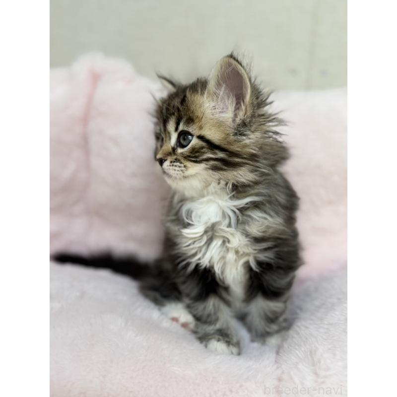 販売中の神奈川県のサイベリアン-131783の8枚目