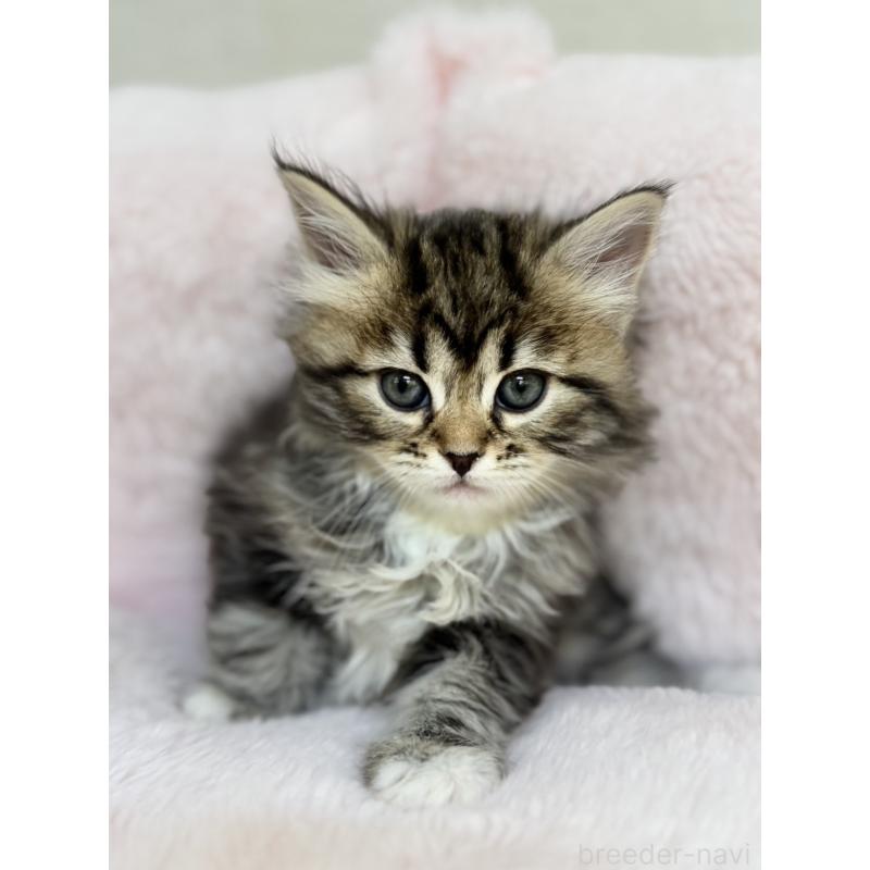 販売中の神奈川県のサイベリアン-131783の7枚目