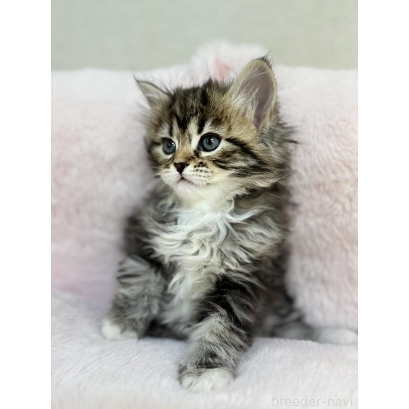 販売中の神奈川県のサイベリアン-131783の5枚目