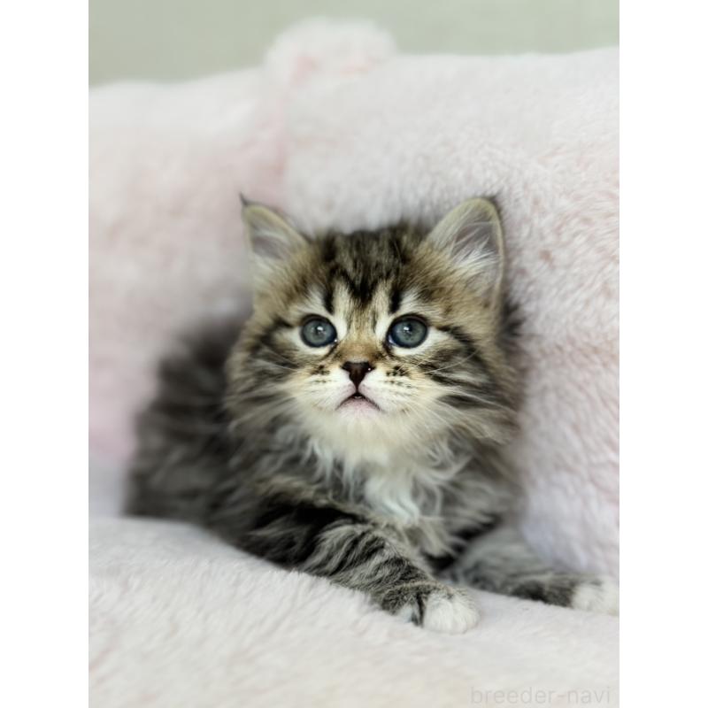 販売中の神奈川県のサイベリアン-131783の6枚目