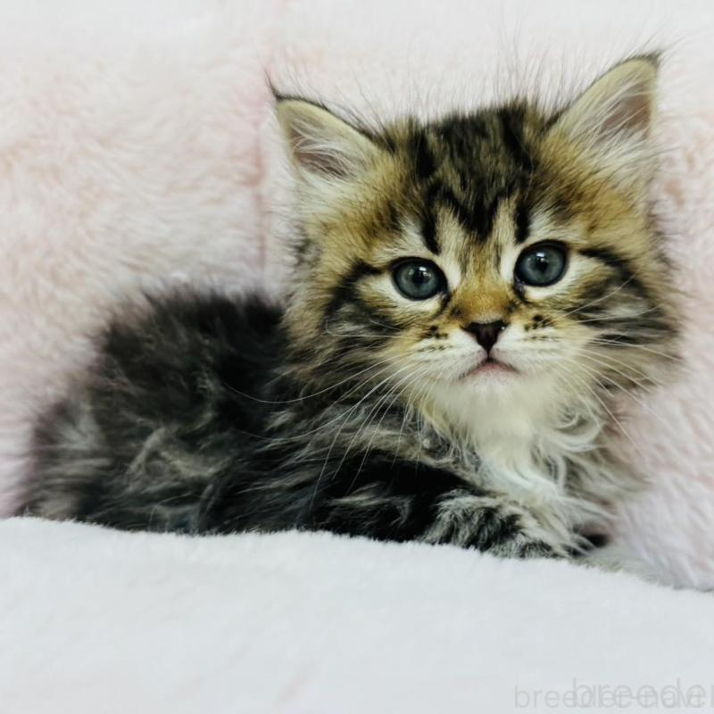 販売中の神奈川県のサイベリアン-131783の4枚目