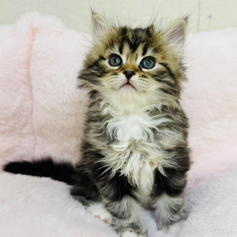 販売中の神奈川県のサイベリアン-131783の1枚目