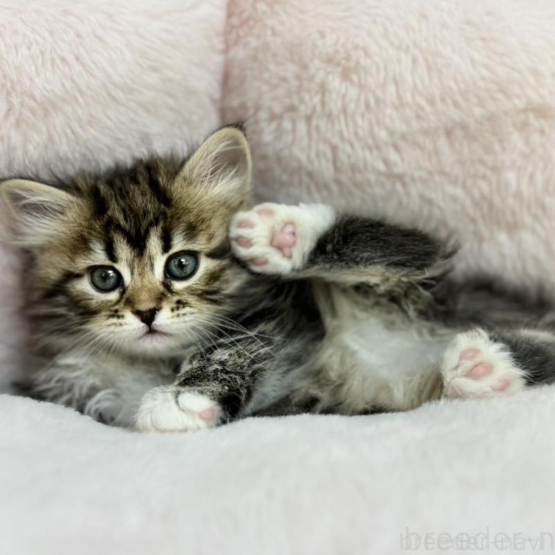 販売中の神奈川県のサイベリアン-131783の3枚目