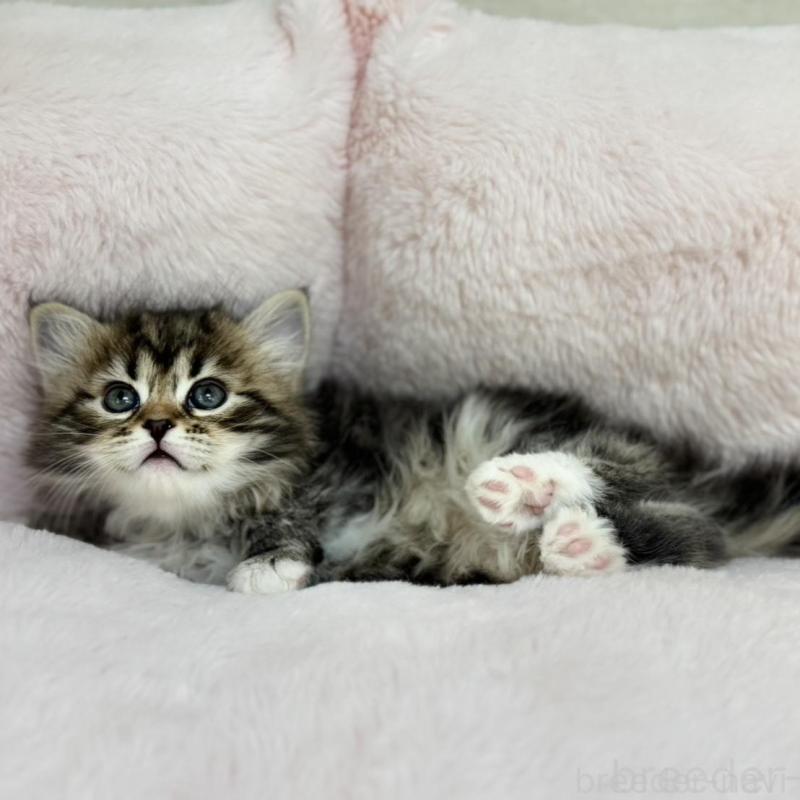 販売中の神奈川県のサイベリアン-131783の2枚目