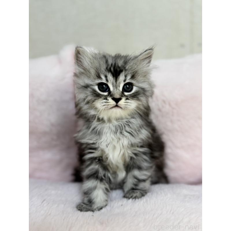 販売中の神奈川県のサイベリアン-131784の8枚目