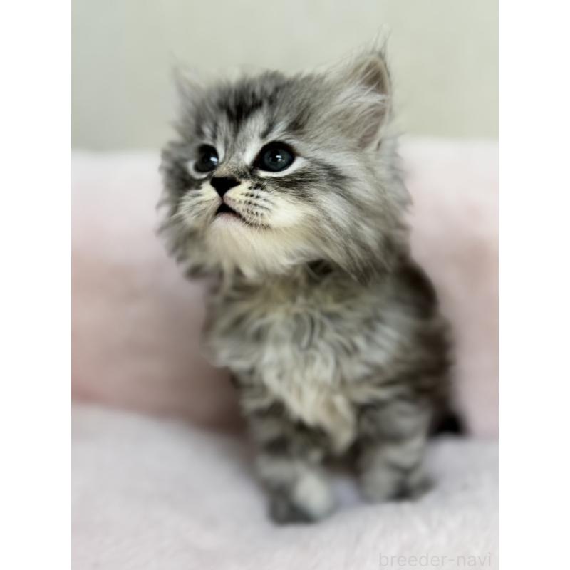 販売中の神奈川県のサイベリアン-131784の7枚目