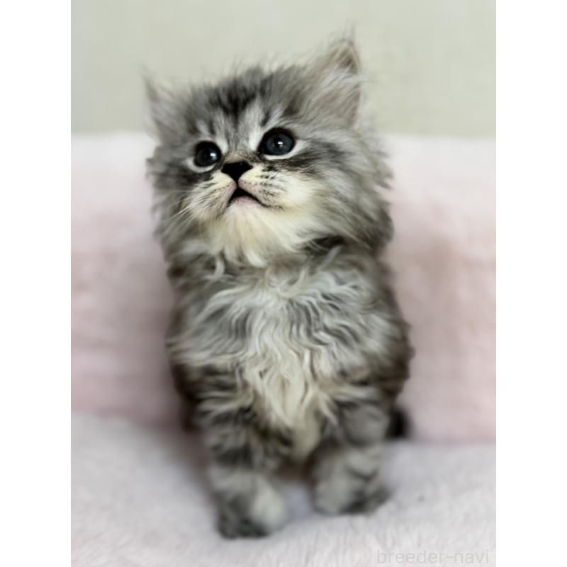 販売中の神奈川県のサイベリアン-131784の5枚目