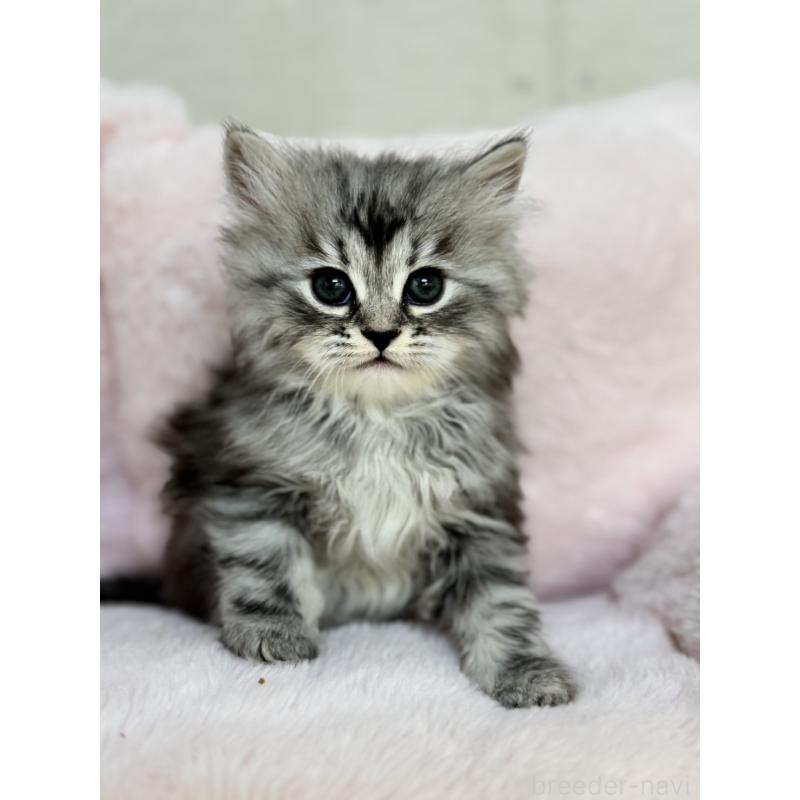 販売中の神奈川県のサイベリアン-131784の6枚目