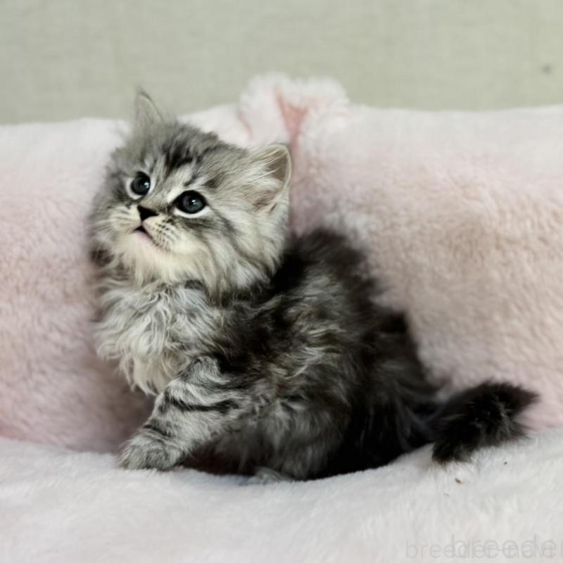 販売中の神奈川県のサイベリアン-131784の4枚目