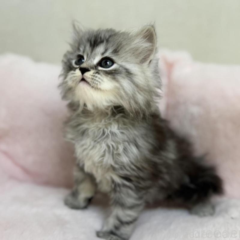 販売中の神奈川県のサイベリアン-131784の3枚目