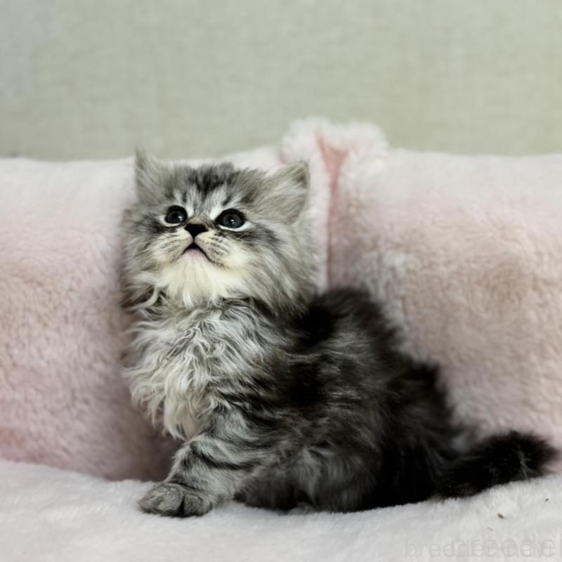 販売中の神奈川県のサイベリアン-131784の2枚目