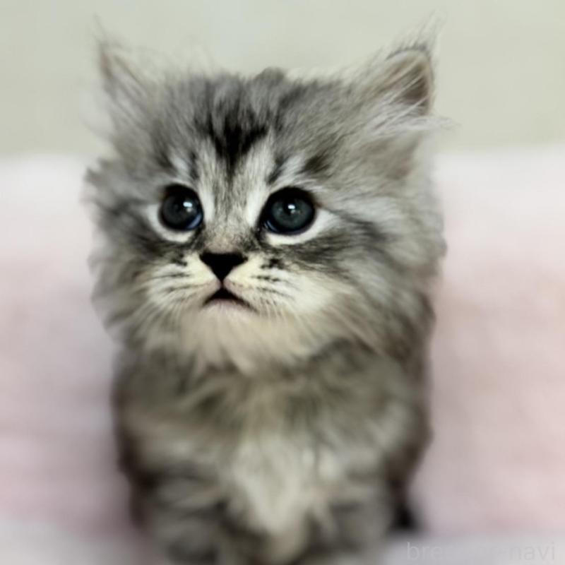 販売中の神奈川県のサイベリアン-131784