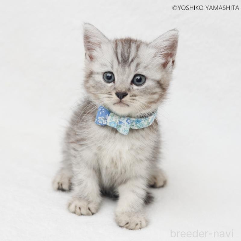 販売中の神奈川県のスコティッシュフォールド-131787の1枚目