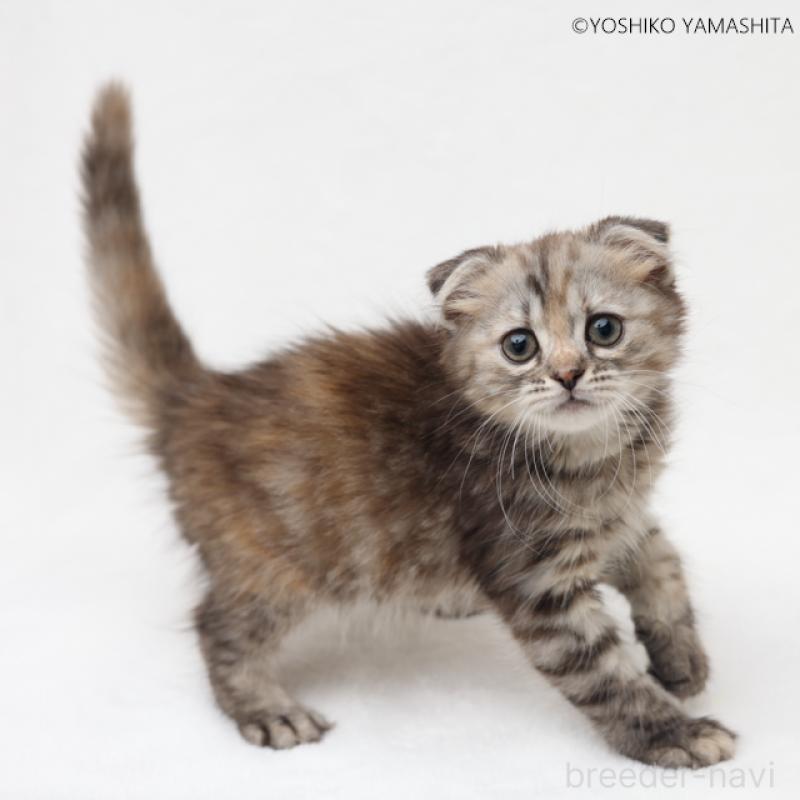 販売中の神奈川県のスコティッシュフォールド-131787の7枚目