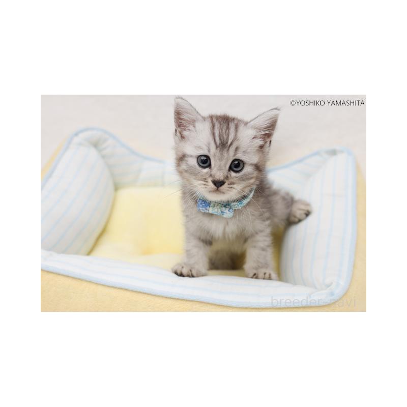 販売中の神奈川県のスコティッシュフォールド-131787の6枚目