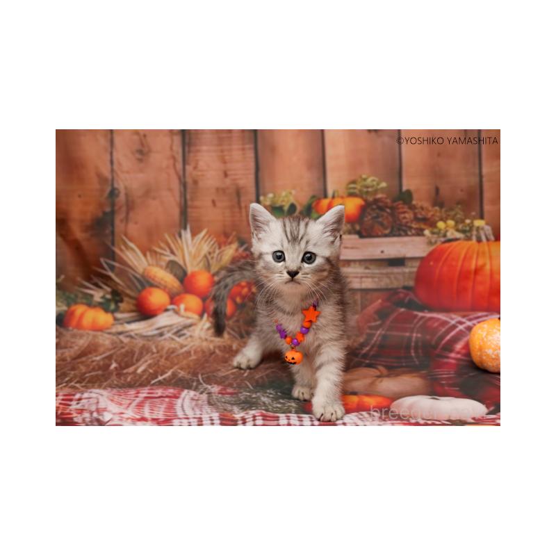 販売中の神奈川県のスコティッシュフォールド-131787の5枚目