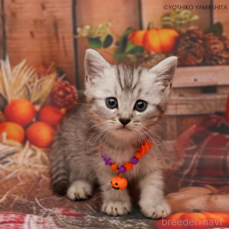 販売中の神奈川県のスコティッシュフォールド-131787の3枚目