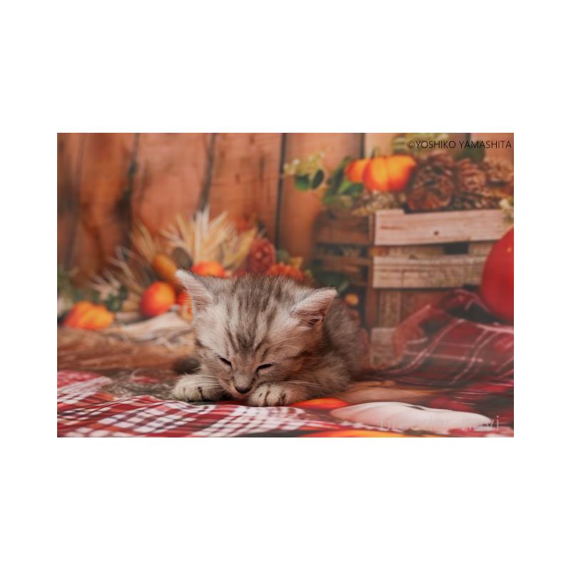 販売中の神奈川県のスコティッシュフォールド-131787の2枚目