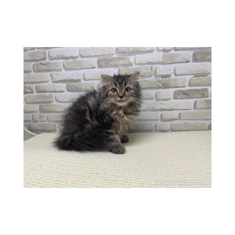 販売中の埼玉県のスコティッシュフォールド-131786の3枚目