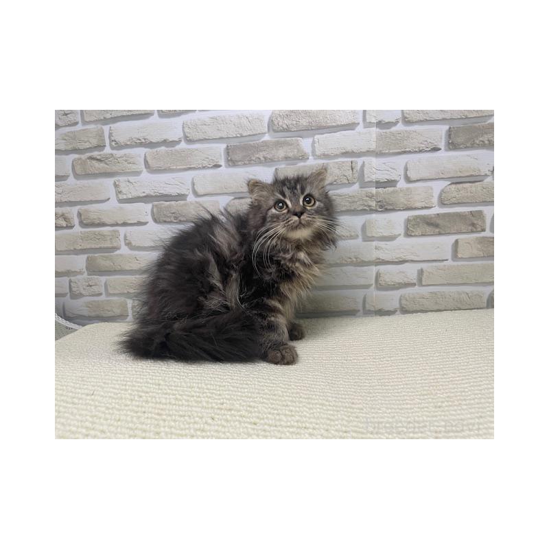 販売中の埼玉県のスコティッシュフォールド-131786の2枚目