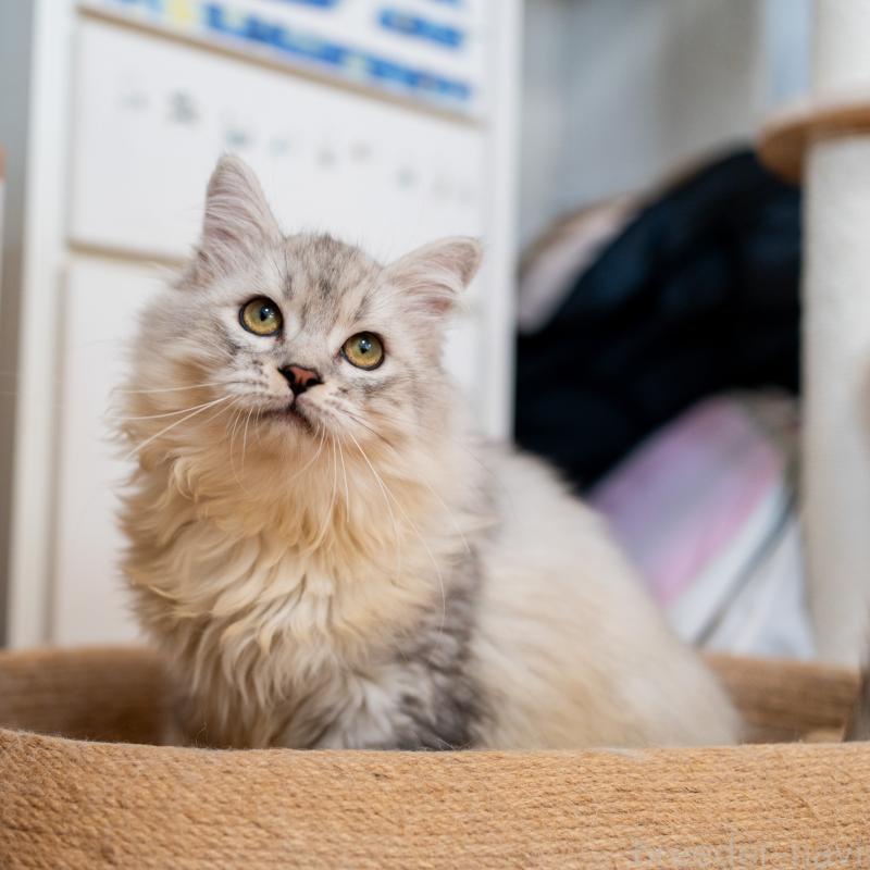 販売中の大阪府のサイベリアン-124718の10枚目