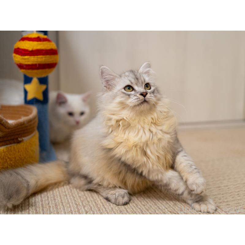 販売中の大阪府のサイベリアン-124718の6枚目