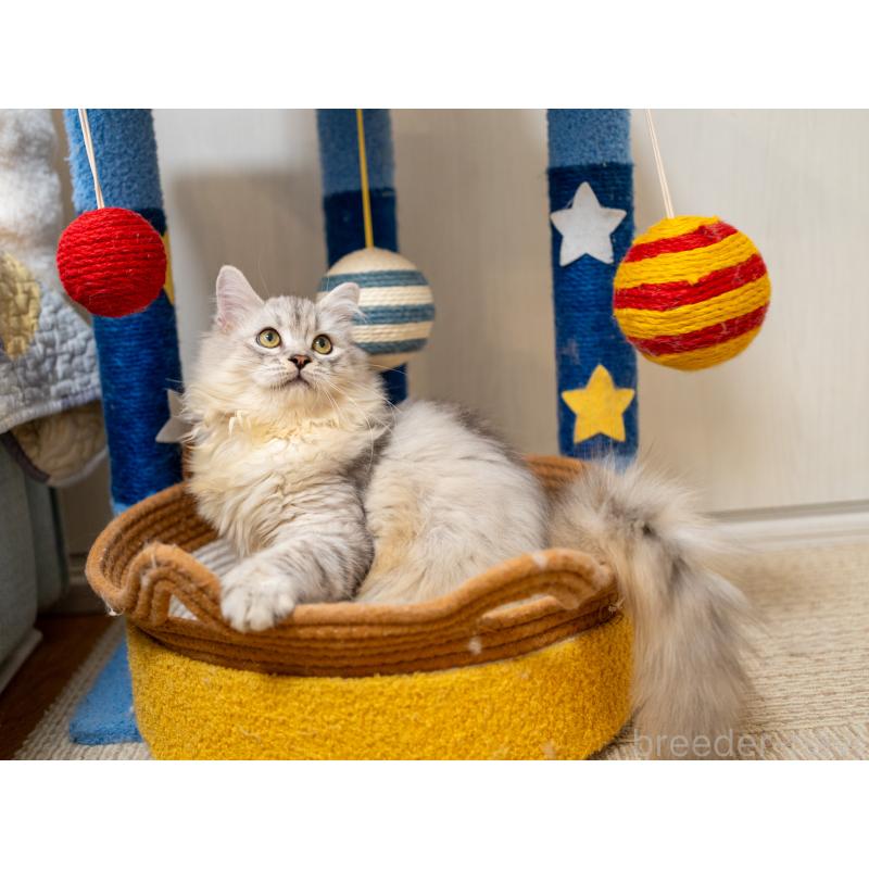 販売中の大阪府のサイベリアン-124718の5枚目