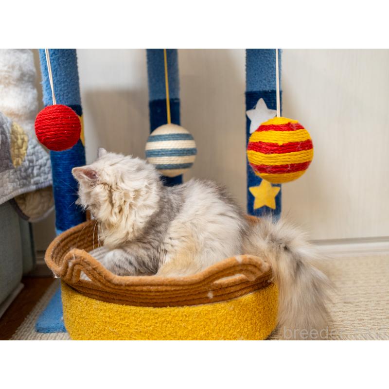 販売中の大阪府のサイベリアン-124718の4枚目