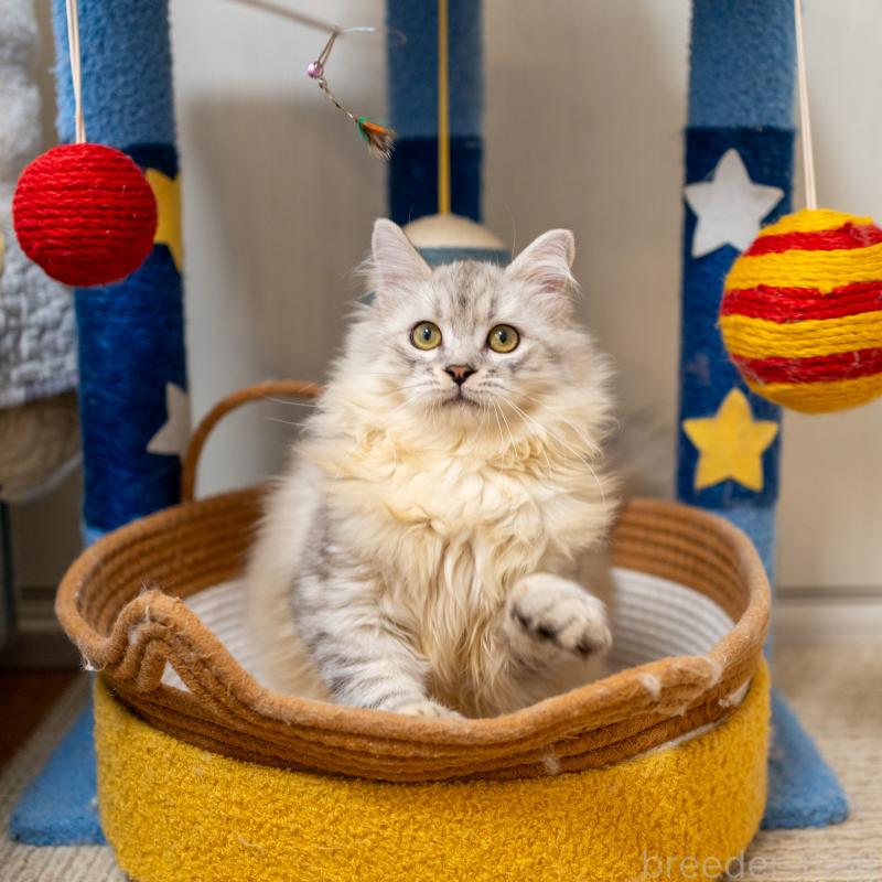 販売中の大阪府のサイベリアン-124718の3枚目