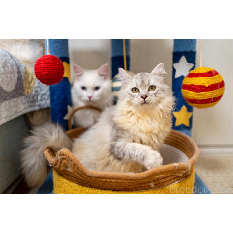 販売中の大阪府のサイベリアン-124718の2枚目