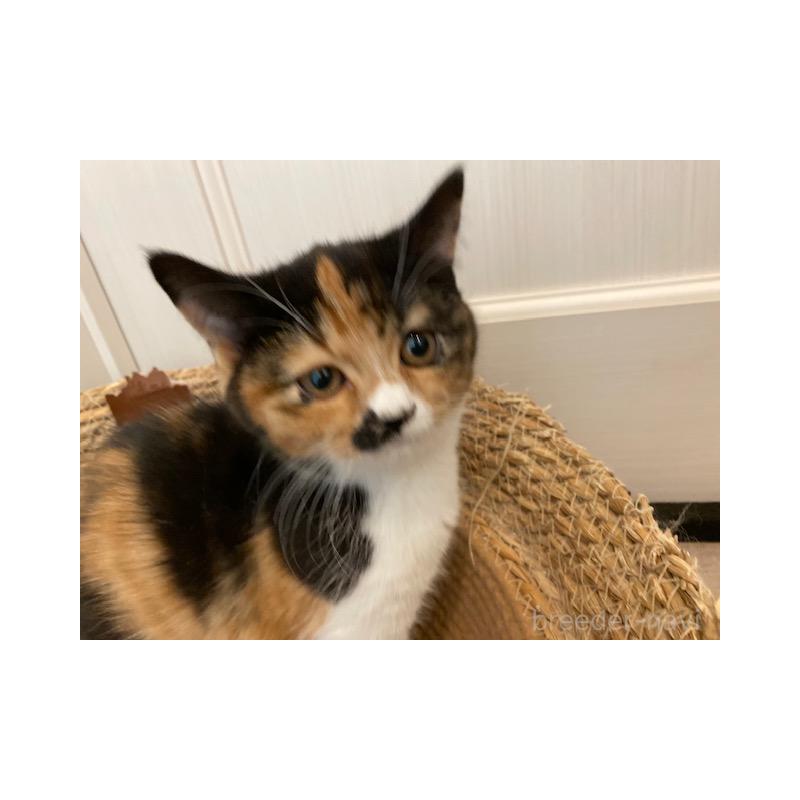 販売中の茨城県のスコティッシュフォールド-130659の4枚目