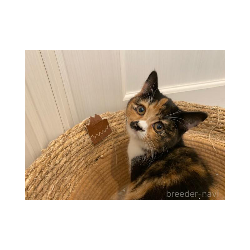 販売中の茨城県のスコティッシュフォールド-130659の2枚目