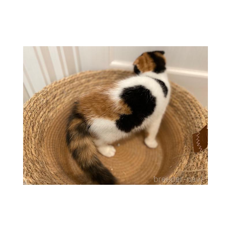 販売中の茨城県のスコティッシュフォールド-129181の5枚目