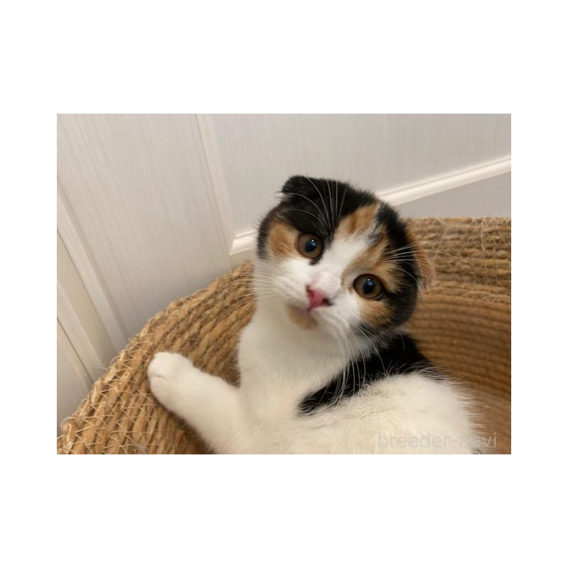 販売中の茨城県のスコティッシュフォールド-129181の4枚目