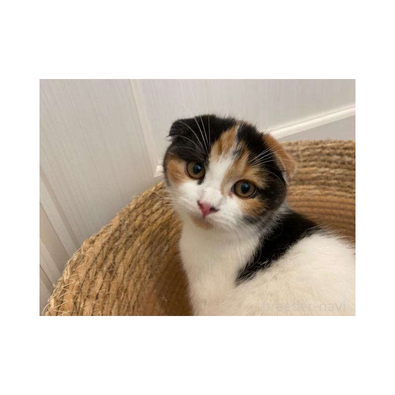 販売中の茨城県のスコティッシュフォールド-129181の3枚目