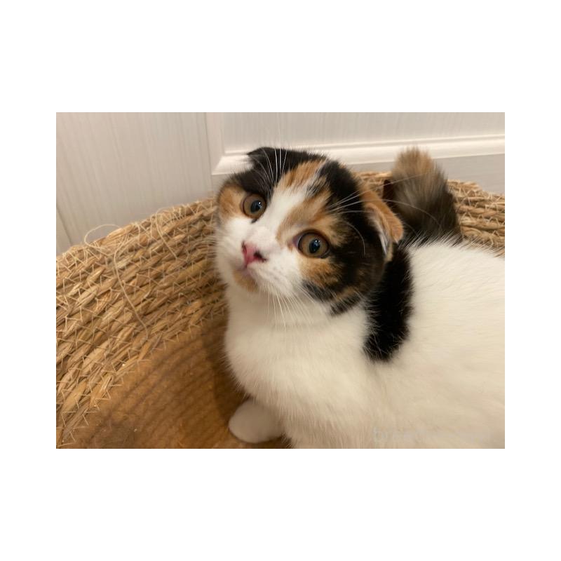 販売中の茨城県のスコティッシュフォールド-129181の2枚目